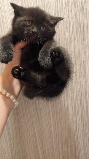 pui british  - imagine 2