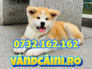 Firma Autorizata-Akita Inu de vanzare cu carnet,factura,microcip,test,inregistrare,livrare la Sibiu - imagine 2