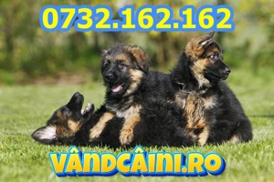 Firma Autorizata-Ciobanesc German de vanzare, test,factura,microcip,carnet,livrare la Sibiu