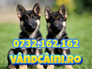 Firma Autorizata-Ciobanesc German de vanzare, test,factura,microcip,carnet,livrare la Sibiu - imagine 2