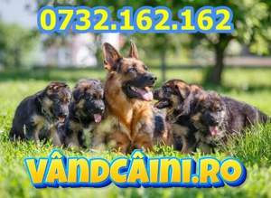 Firma Autorizata-Ciobanesc German de vanzare-factura, microcip,pasaport,carnet+livrare la Constanta