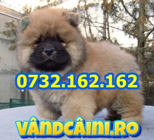 Chow Chow cu carnet, microcip in caz de pierdere sau furt,test, factura si livrare la Sibiu - imagine 2
