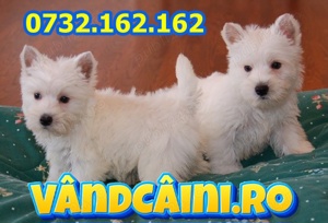 Firma Autorizata-Westie de vanzare cu factura, test, garantie, carnet,microcip,test+Livrare la Sibiu