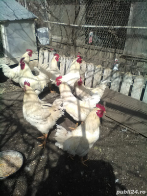 Cocosi albi pt Paște Pereche Cochinchina talie mare alb si bobat