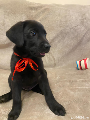 Weimaraner Metis 