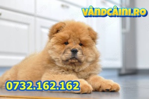 Firma Autorizata-Chow Chow cu carnet, microcip, factura, pasaport si livrare la Sibiu - imagine 5