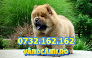 HRANA GRATUITA-Rezerva acum Chow Chow de vanzare cu factura,carnet,microcip+Livrare Bucuresti - imagine 6