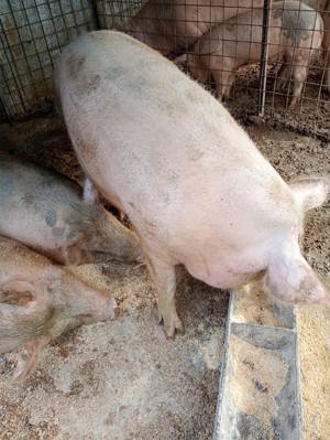 Vând porci și purcei landrace - imagine 2