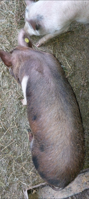 Vând 3 godini castrați la 40 kg bucata.....850 ron