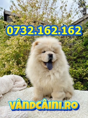 Chow Chow Crem-Maro De Vanzare, rasa pura cu carnet, factura,pasaport, microcip,livrare la Bucuresti