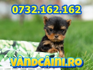 Firma Autorizata-Yorkshire terrier toy de vanzare- factura,carnet,test,microcip,livrare la Bucuresti - imagine 3