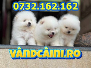 Pomeranian Mini Boo de vanzare cu microcip, carnet, test, pasaport, livrare la Timisoara