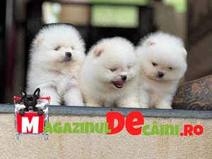 Cumpara legal catei Pomeranian Boo Mini cu Pasaport-Factura,Microcip-Livrare la Bucuresti
