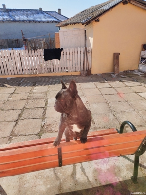 Vînd urgent buldog francez 