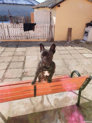 Vînd urgent buldog francez  - imagine 4