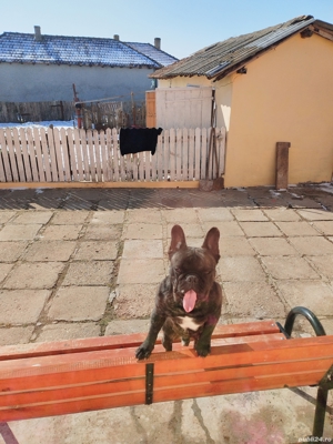 Vînd urgent buldog francez  - imagine 2