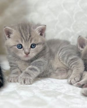 Silver tabby 