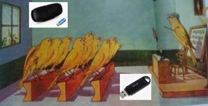 Banda cantec pentru canari 