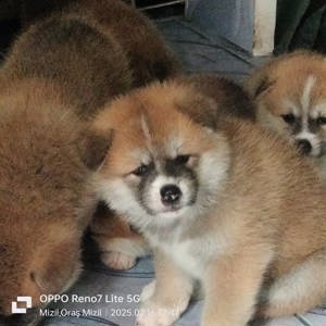 Vând puiuți Akita inu