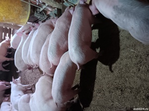 Purcei De Rasă 17-40 kg 
