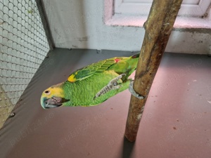 Vând amazoni cu fruntea albastră  - imagine 4