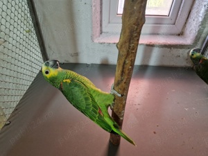 Vând amazoni cu fruntea albastră  - imagine 3