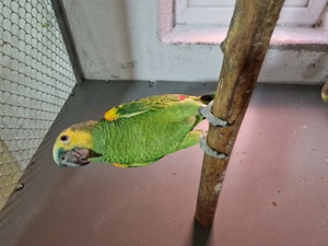 Vând amazoni cu fruntea albastră  - imagine 2