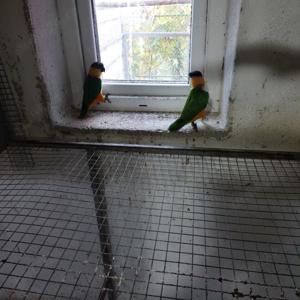 Vând caquie cap negru