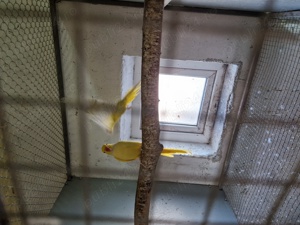 Vând Micul Alexander  - imagine 2