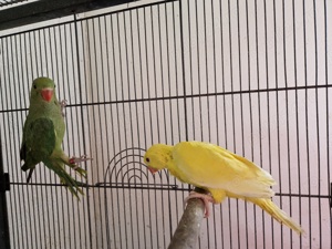 Vând Micul Alexander  - imagine 3