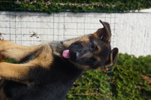 Pui ciobanesc german cu pedigree 