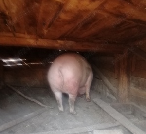 Purcea la  300-320 de kilograme