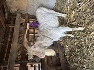 Vând ȚAP 1 an 8 luni Sanen și un Țap Alpin francez 1 an și 6 luni