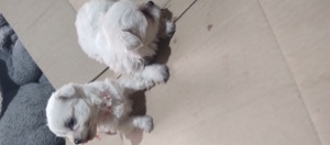 Bichon maltez mini toy 