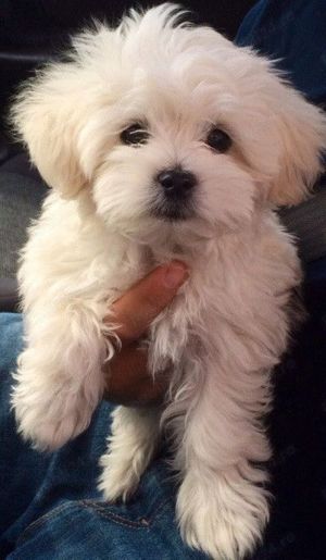 Vând bichon maltese cu pașaport 