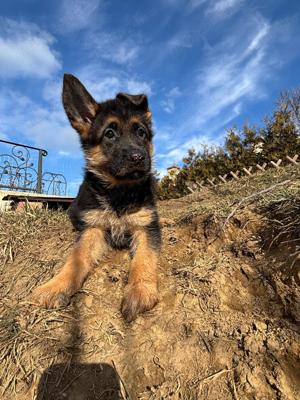 Pui ciobanesc german cu pedigree