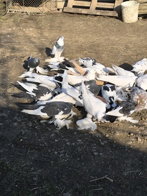 Porumbei încălțați 5 perechi  - imagine 3 Porumbei încălțați 5 perechi  - imagine 3