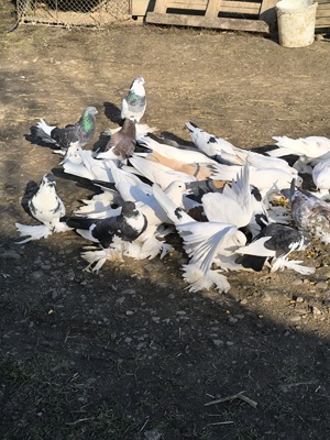 Porumbei încălțați 5 perechi  - imagine 2 Porumbei încălțați 5 perechi  - imagine 2