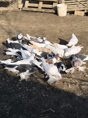 Porumbei încălțați 5 perechi  - imagine 4 Porumbei încălțați 5 perechi  - imagine 4