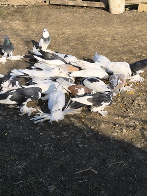 Porumbei încălțați 5 perechi  - imagine 5 Porumbei încălțați 5 perechi  - imagine 5