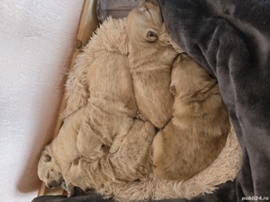 Vand catei chow chow 5 fetite si 1 baiat. 