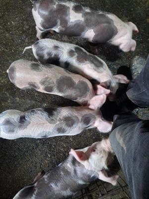 22 purcei de vandut-de 9 saptamani