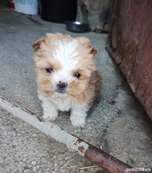 Bichon Havanez
