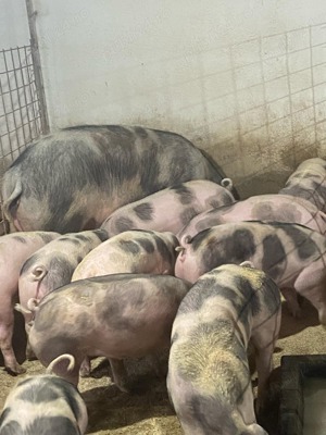 Vand grasuni si porci grasi