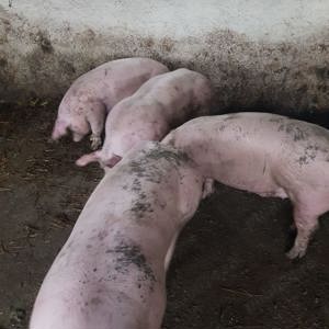 Porci Mari de Vanzare