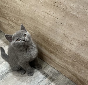 Motănel british shorthair