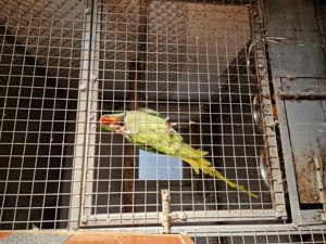 Vand perechi Micul Alexander  - imagine 5