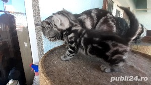 Pui british short hair silver tabby