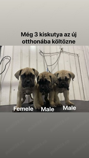 Vând catei cane corso