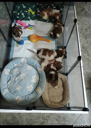 cățel shih-tzu  - imagine 2